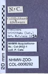 Etiketten zu Tesolasomus trivittata (LeConte, 1953) (NHMW-ZOO-COL-0008292)